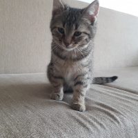 Tekir Kedi, Kedi  Pati fotoğrafı
