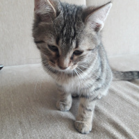 Tekir Kedi, Kedi  Pati fotoğrafı