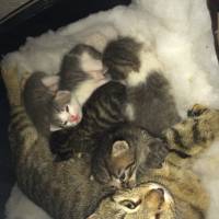 Tekir Kedi, Kedi  Mia'nın yavruları fotoğrafı