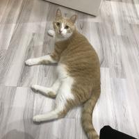 Sarman, Kedi  gofret fotoğrafı