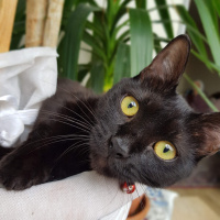 Tekir Kedi, Kedi  Zeytin fotoğrafı
