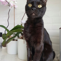 Tekir Kedi, Kedi  Zeytin fotoğrafı