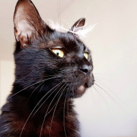 Tekir Kedi, Kedi  Zeytin fotoğrafı
