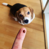 Beagle, Köpek  Ellie fotoğrafı