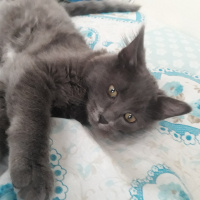 Tekir Kedi, Kedi  Turşu fotoğrafı