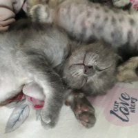 Tekir Kedi, Kedi  Turşu fotoğrafı