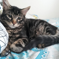 Tekir Kedi, Kedi  Tarçın fotoğrafı