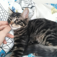 Tekir Kedi, Kedi  Tarçın fotoğrafı