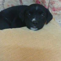 Labrador Retriever, Köpek  Kömür fotoğrafı