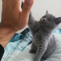 British Shorthair, Kedi  Mia fotoğrafı