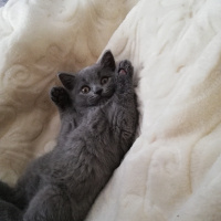 British Shorthair, Kedi  Mia fotoğrafı