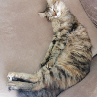 Tekir Kedi, Kedi  Gofret fotoğrafı
