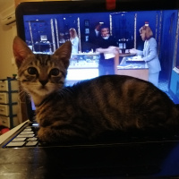 Tekir Kedi, Kedi  Çıtır fotoğrafı