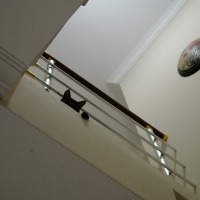 Tekir Kedi, Kedi  Çıtır fotoğrafı