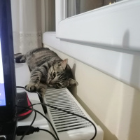 Tekir Kedi, Kedi  Çıtır fotoğrafı