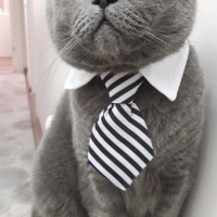 British Shorthair, Kedi  Duman fotoğrafı