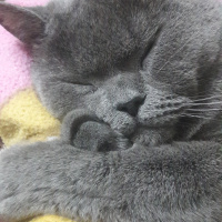 British Shorthair, Kedi  Duman fotoğrafı