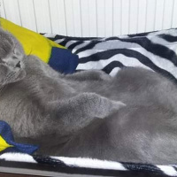 British Shorthair, Kedi  Duman fotoğrafı