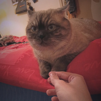 British Shorthair, Kedi  Gölge fotoğrafı