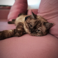 British Shorthair, Kedi  Gölge fotoğrafı
