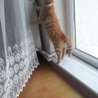 Sarman, Kedi  Güneş fotoğrafı