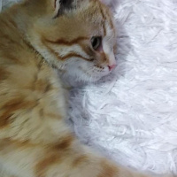 Sarman, Kedi  Güneş fotoğrafı