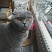 Scottish Fold, Kedi  DUMAN fotoğrafı