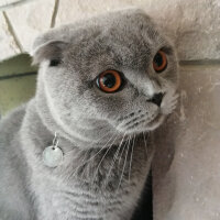 Scottish Fold, Kedi  DUMAN fotoğrafı