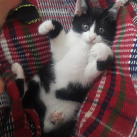 Tuxedo (Smokin) Kedi, Kedi  Paşa fotoğrafı
