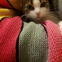Tekir Kedi, Kedi  Kadife fotoğrafı