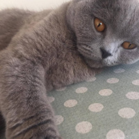 Scottish Fold, Kedi  Atlas fotoğrafı