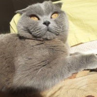 Scottish Fold, Kedi  Atlas fotoğrafı