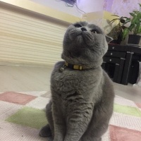 Scottish Fold, Kedi  Atlas fotoğrafı