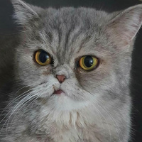 İran Kedisi (Persian), Kedi  Çakıl fotoğrafı