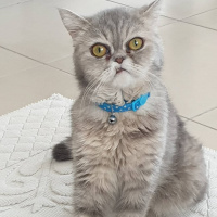 İran Kedisi (Persian), Kedi  Çakıl fotoğrafı