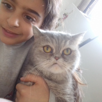 İran Kedisi (Persian), Kedi  Çakıl fotoğrafı