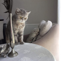 İran Kedisi (Persian), Kedi  Çakıl fotoğrafı