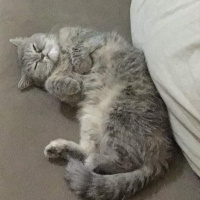 İran Kedisi (Persian), Kedi  Çakıl fotoğrafı