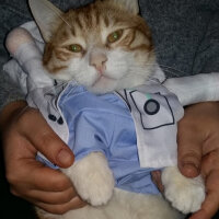 Sarman, Kedi  Junior Doktor fotoğrafı