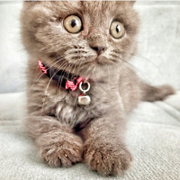 Scottish Fold, Kedi  Leo baran fotoğrafı
