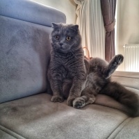 Scottish Fold, Kedi  Leo baran fotoğrafı