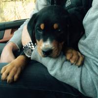 Rottweiler, Köpek  Paşa fotoğrafı