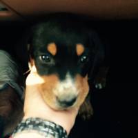 Rottweiler, Köpek  Paşa fotoğrafı