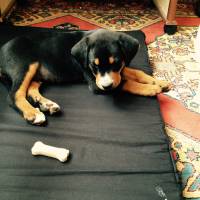 Rottweiler, Köpek  Paşa fotoğrafı