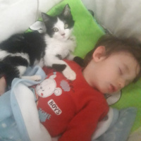 Tekir Kedi, Kedi  Mario fotoğrafı