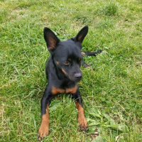 Minyatür Pinscher, Köpek  Zeytin fotoğrafı