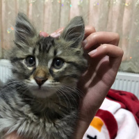 Tekir Kedi, Kedi  Shero fotoğrafı