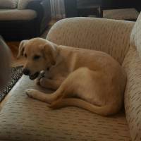 Golden Retriever, Köpek  Sushi fotoğrafı