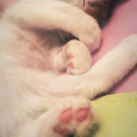 Sarman, Kedi  Misket fotoğrafı
