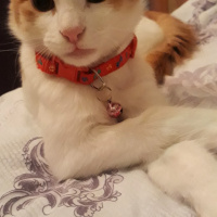 Sarman, Kedi  Misket fotoğrafı